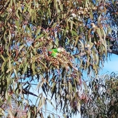 Glossopsitta concinna at Wirlinga, NSW - 2 Aug 2024 09:44 AM