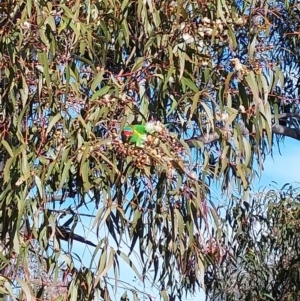 Glossopsitta concinna at Wirlinga, NSW - 2 Aug 2024 09:44 AM