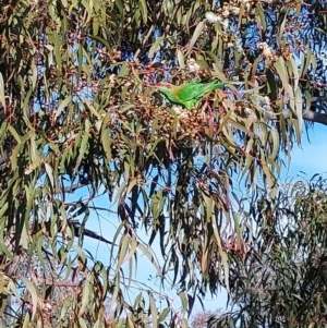 Glossopsitta concinna at Wirlinga, NSW - 2 Aug 2024 09:44 AM