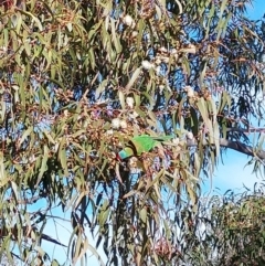 Glossopsitta concinna at Wirlinga, NSW - 2 Aug 2024 09:44 AM