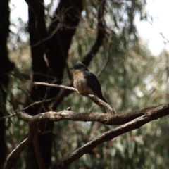 Cacomantis flabelliformis (Fan-tailed Cuckoo) at Cootamundra, NSW - 28 Sep 2018 by MatthewFrawley