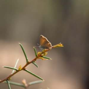 Nacaduba biocellata at Cootamundra, NSW - 28 Sep 2018