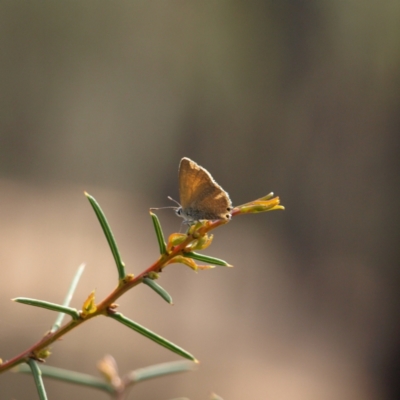 Nacaduba biocellata (Two-spotted Line-Blue) at Cootamundra, NSW - 28 Sep 2018 by MatthewFrawley