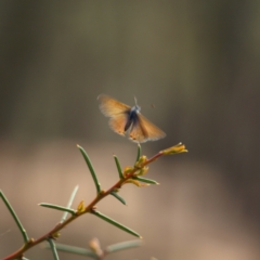 Nacaduba biocellata at Cootamundra, NSW - 28 Sep 2018