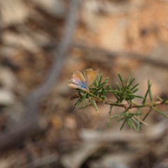 Nacaduba biocellata at Cootamundra, NSW - 28 Sep 2018