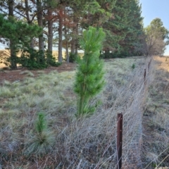 Nassella trichotoma at Hume, ACT - 2 Aug 2024