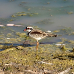 Charadrius melanops (Black-fronted Dotterel) at Wyalong, NSW - 28 Sep 2018 by MatthewFrawley