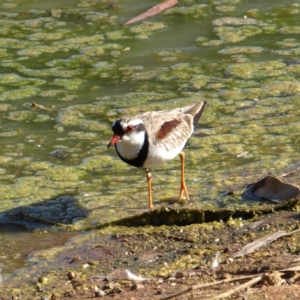 Charadrius melanops at Wyalong, NSW - 28 Sep 2018