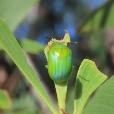 Calomela pallida (Leaf beetle) at Theodore, ACT - 19 Feb 2022 by owenh