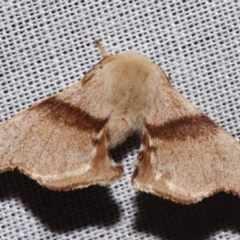 Panacela lewinae (Lewin's Bag-shelter Moth) at Sheldon, QLD - 9 Mar 2024 by PJH123