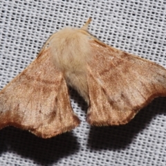Panacela lewinae (Lewin's Bag-shelter Moth) at Sheldon, QLD - 9 Mar 2024 by PJH123