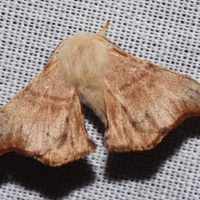Panacela lewinae (Lewin's Bag-shelter Moth) at Sheldon, QLD - 9 Mar 2024 by PJH123
