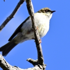 Melithreptus lunatus (White-naped Honeyeater) at Strathnairn, ACT - 2 Aug 2024 by Thurstan