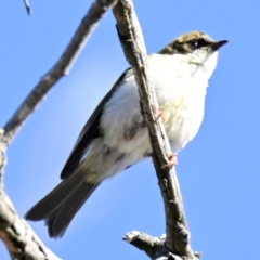 Melithreptus lunatus at Strathnairn, ACT - 2 Aug 2024 10:11 AM