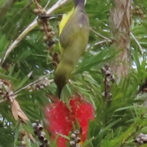 Cinnyris frenatus at Iron Range, QLD - 2 Aug 2024 12:08 PM