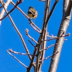 Pardalotus punctatus (Spotted Pardalote) at Lawson, ACT - 2 Aug 2024 by mroseby