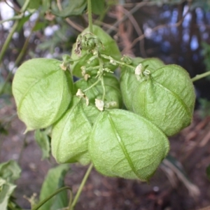 Cardiospermum grandiflorum at Mount Warrigal, NSW - 2 Aug 2024 11:13 AM