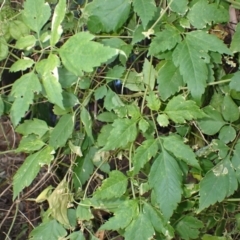 Cardiospermum grandiflorum at Mount Warrigal, NSW - 2 Aug 2024 11:13 AM