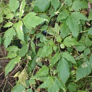 Cardiospermum grandiflorum at Mount Warrigal, NSW - 2 Aug 2024