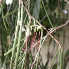 Amyema cambagei (Sheoak Mistletoe) at Oak Flats, NSW - 2 Aug 2024 by plants