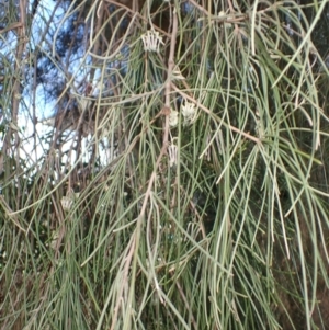 Amyema cambagei at Oak Flats, NSW - 2 Aug 2024 11:01 AM