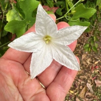 Unverified Climber or Mistletoe at Iron Range, QLD - 2 Aug 2024 by lbradley