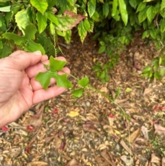 Cucurbitaceae (family) at Iron Range, QLD - 2 Aug 2024 11:39 AM