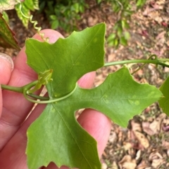 Cucurbitaceae (family) at Iron Range, QLD - 2 Aug 2024 11:39 AM