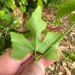 Cucurbitaceae (family) at Iron Range, QLD - 2 Aug 2024 11:39 AM