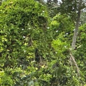 Cucurbitaceae (family) at Iron Range, QLD - 2 Aug 2024 11:39 AM