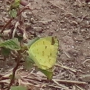 Eurema hecabe at Iron Range, QLD - 2 Aug 2024 12:18 PM