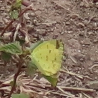 Eurema hecabe (Large Grass-yellow) at Iron Range, QLD - 2 Aug 2024 by lbradley