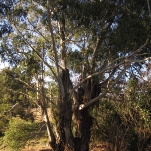 Eucalyptus viminalis at Latham, ACT - 23 Jul 2024