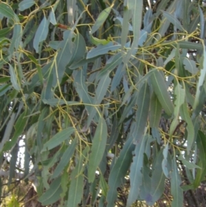 Eucalyptus viminalis at Latham, ACT - 23 Jul 2024