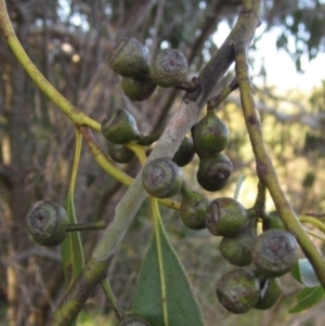 Eucalyptus viminalis at Latham, ACT - 23 Jul 2024