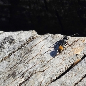 Camponotus aeneopilosus at Cook, ACT - 2 Aug 2024