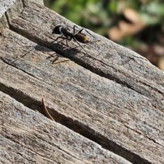 Camponotus aeneopilosus at Cook, ACT - 2 Aug 2024