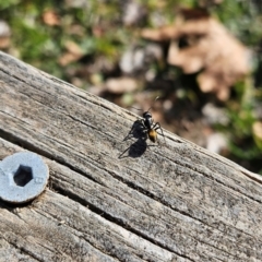 Camponotus aeneopilosus at Cook, ACT - 2 Aug 2024