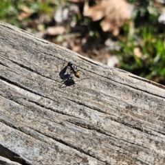 Camponotus aeneopilosus at Cook, ACT - 2 Aug 2024