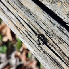 Camponotus aeneopilosus at Cook, ACT - 2 Aug 2024