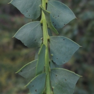 Acacia pravissima at Hall, ACT - 28 Jul 2024 02:40 PM