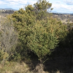 Acacia pravissima at Hall, ACT - 28 Jul 2024 02:40 PM