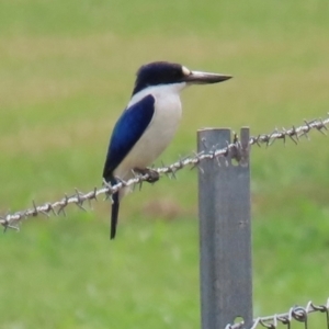 Todiramphus macleayii at Lockhart River, QLD - 2 Aug 2024 01:39 PM