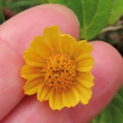 Sphagneticola trilobata (Singapore Daisy) at Lockhart River, QLD - 2 Aug 2024 by lbradley