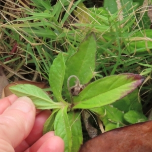 Sphagneticola trilobata at Lockhart River, QLD - 2 Aug 2024