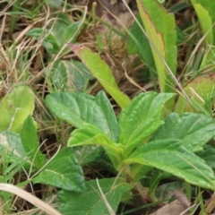 Sphagneticola trilobata at Lockhart River, QLD - 2 Aug 2024