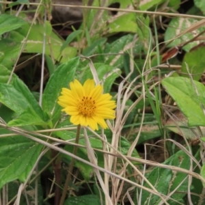 Sphagneticola trilobata at Lockhart River, QLD - 2 Aug 2024