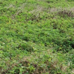 Sphagneticola trilobata at Lockhart River, QLD - 2 Aug 2024