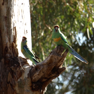 Barnardius zonarius (Australian Ringneck) at Wyalong, NSW - 28 Sep 2018 by MatthewFrawley