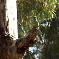 Barnardius zonarius at Wyalong, NSW - 28 Sep 2018 03:34 PM